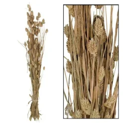 Droogbloem Manerba Wit