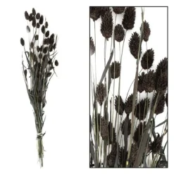 Droogbloem Manerba Zwart