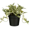 Kunstplant Curone Fittonia groen